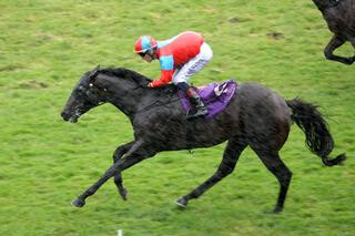 Demonetization claims the Group 2 Jamieson Park Auckland Guineas. Photo: Trish Dunell